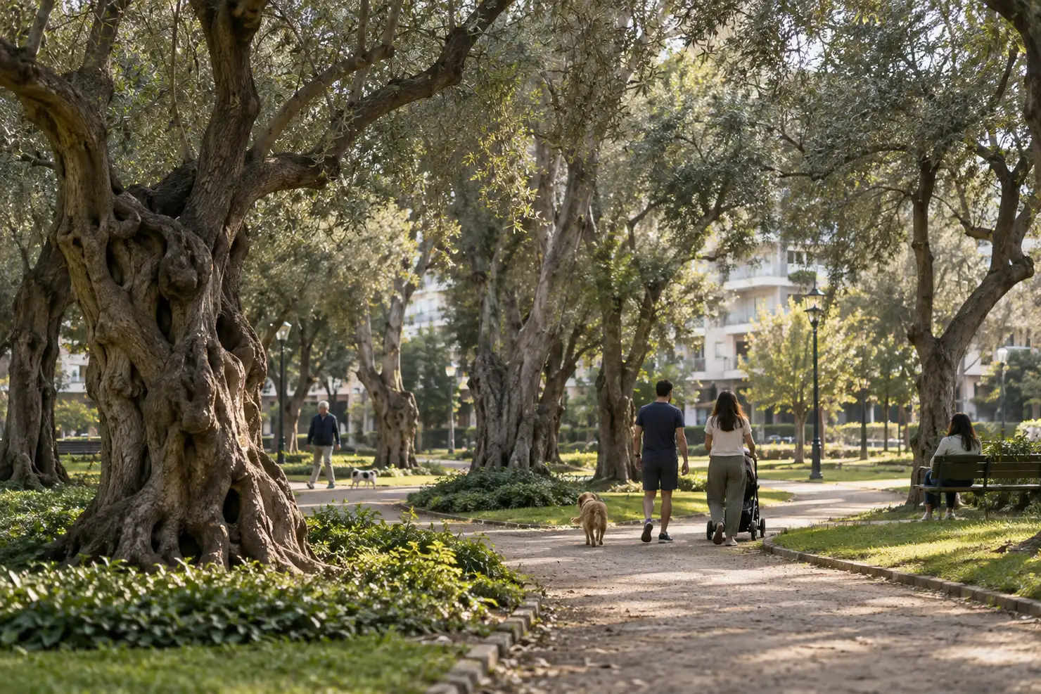 El Olivar in San Isidro, old olive trees over a gravel path, a few people walking in the shade